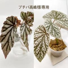 プチパ高嶋　プロフィールご確認下さい。様 リクエスト 2点 まとめ商品のサムネイル