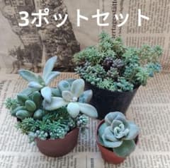 多肉植物☆ラブリーローズ錦 寄せ植え 3ポットセット☆抜き苗 カット苗