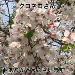クロネコさん ご確認用 4/17〆切のサムネイル