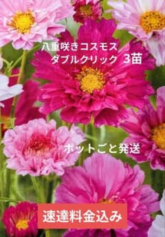 八重咲きコスモス ダブルクリック 3苗 ポットごと発送 - メルカリ
