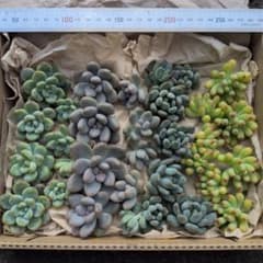 多肉植物 カット苗 4種32苗セットのサムネイル