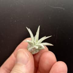 チランジア ロイテリ② (メルカリ便にてお届けします) チランジア フェスツコイデス 子株 - メルカリ