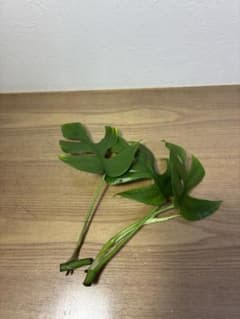 ヒメモンステラ　姫モンステラ　観葉植物　モンステラ　アダンソニー　ラフィドフォラのサムネイル
