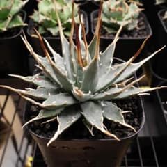 アガベ ユタエンシス エボリスピナ【鉢ごと発送】のサムネイル