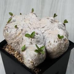 パキポディウム 恵比寿笑い Pachypodium brevicaule ㉑ - メルカリ