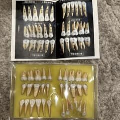 【匿名配送、送料無料】2.5倍大複製根模型歯 [B10-330] 2.5倍大複製根模型歯 [B10-330] - メルカリ