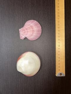 カガミガイ　ザルガイ　約8cmのサムネイル