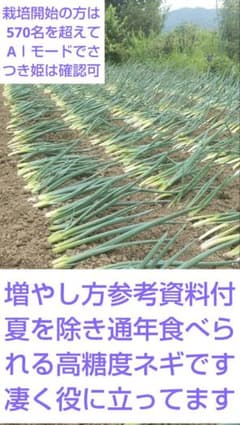 高糖度宿根ネギさつき姫の苗30入りのサムネイル
