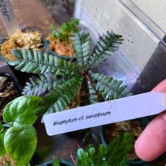 biohytum cf. sensitivum 種子16粒　ビオフィツム　LA便のサムネイル