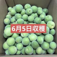 梅 青梅 約1.7kgのサムネイル