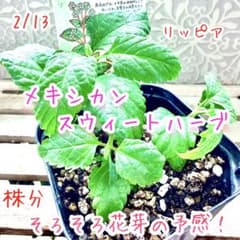 レアな　メキシカンスウィートハーブ　リッピア　苗　ステビア4倍甘味料　三苗入り レアな メキシカンスウィートハーブ リッピア 苗 ステビア4倍甘味料