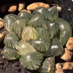 美苗　ハオルチア オブツーサ錦　水中月錦① 多肉植物のサムネイル