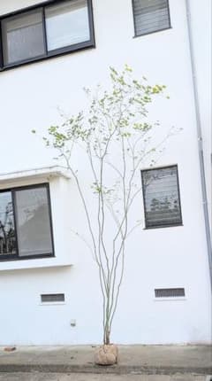 4mもの。極上の山採りコハウチワカエデ。 - メルカリ