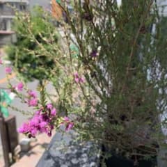 メラレウカ　コットンキャンディ　鉢植え　苗　芳香木　オージープランツ メラレウカ コットンキャンディ 鉢植え 苗 芳香木 オージープランツ