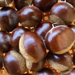 無農薬　上州産　大きな利平栗①１.３ｋｇ以上　渋皮煮　甘露煮のサムネイル