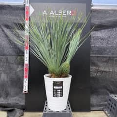 【AL1344】ユッカ　ロストラータ　ランチョブルー　超希少トリプルヘッド AL1359】ユッカ ロストラータ ランチョブルー トリプルヘッド 超ブルー