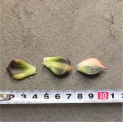 多肉  高級葉っぱセットのサムネイル
