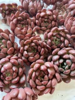 多肉植物 韓国苗 ピンクルルビー美苗のサムネイル