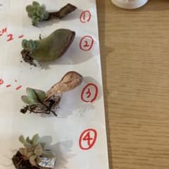 専用のサムネイル