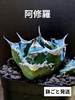 写真現品｜厳選株】アガベ チタノタ 阿修羅 ☆有望株（鉢ごと発送