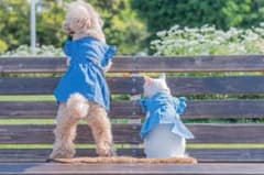 デニムワンピース ペット服のサムネイル