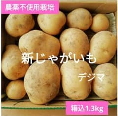 【農薬不使用】掘りたて✨新じゃがいも⭐️出島(デジマ)⭐️箱込1.3kg以上のサムネイル