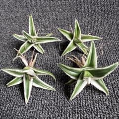 猫*け様 2058アガベ チタノタ 丸叶氷山 極上中小株 子株 4株セット