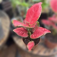 観葉植物　アグラオネマ ビューティーのサムネイル