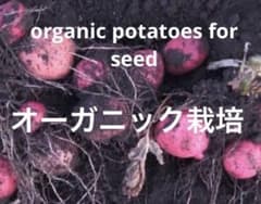 ずっしりアンデス　最後の1箱‼️   ♪ 大きめ種芋でゴロゴロ収穫 ♪のサムネイル