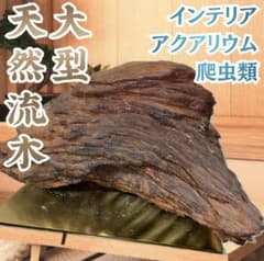 ☆一点物☆ 大型天然流木 オブジェ 約70cm ADA テラリウム アート流木 ☆一点物☆ 大型天然流木 オブジェ 約70cm ADA テラリウム アート流木