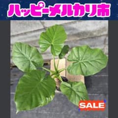 大特価！【現物発送】クワズイモ No.1（5号丸型スリット鉢）個人栽培株・富士砂のサムネイル