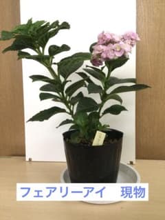 あじさい フェアリーアイ　5号ポット苗　花・蕾ありのサムネイル