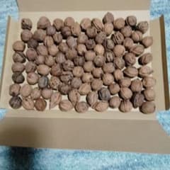 天然オニグルミ 殻付き岩手県産無農薬のサムネイル