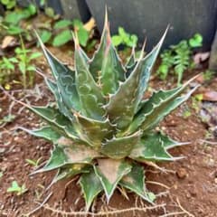 アガベ『モンタナ』地植え3年越冬株。地植えで葉数を増やしコンパクト