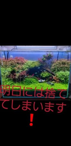 水草10種類セット！フードパックLサイズに詰め込みますのサムネイル