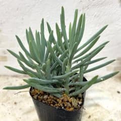 美空の鉾 抜き苗 多肉植物 セネシオ - メルカリ