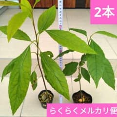 アボカド実生苗 2本セット らくらくメルカリ便 - メルカリ