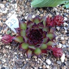 多肉植物 センペルビウム ブロンコ - メルカリ