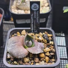 アガベ グアダラハラナ ドワーフ 抜き苗発送 アガベ グアダラハラナ ドワーフ 抜き苗発送 - メルカリ