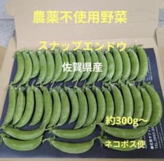 농약 미사용 스냅 완두 약 300g ~