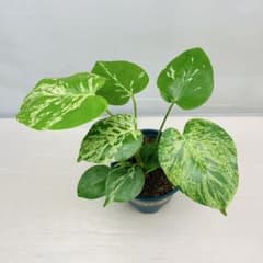 Q785 モンステラ バルバソー フシギダネ 順化済み 斑入り - メルカリ