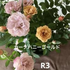 ⭐️レア品種⭐️四季咲きミニバラ カーナハニーゴールド メルカリ便