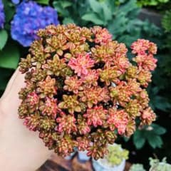 小人の祭錦 大苗 抜き苗 アエオニウム 多肉植物 - メルカリ