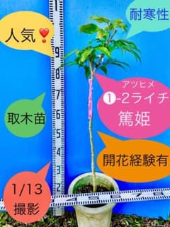 花芽あり耐寒性➀-2ライチ苗木 篤姫 アツヒメ - メルカリ