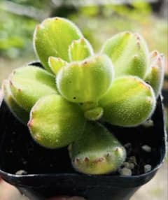 専用　多肉植物　大き目❁︎フラメンコ錦　未発根 フラメンコ – 多肉植物の通販・販売サイト tawawa