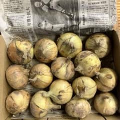 値下げ！淡路島玉ねぎ☆プチサイズR05-02☆宅急便コンパクトのサムネイル