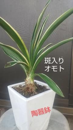 斑入りオモト陶器鉢 赤実のサムネイル