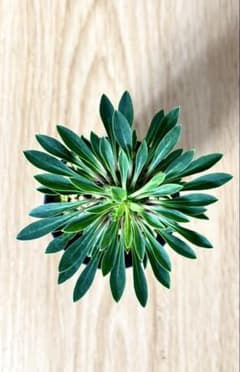 蘇鉄麒麟(ソテツキリン)パイナップルコーン　多肉植物ユーフォルビア　根付き抜き苗のサムネイル