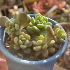 スプリングワンダー×だるま姫秋麗   多肉植物のサムネイル