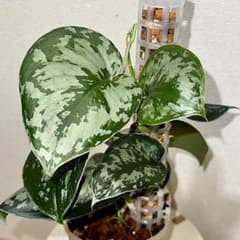 スキンダプサス・トレヴィー（トレビー） ネガミエル＋モスポール